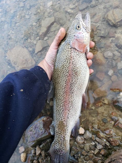 lake fish|Ruidoso Fishing.